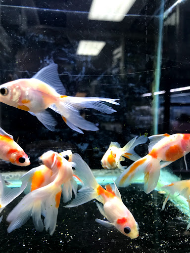 Pet Store «Animal Ark Pet Stores», reviews and photos, 33 Center St, Orem, UT 84057, USA