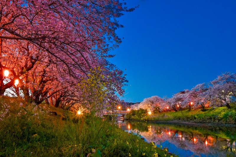 勝間田川の桜並木