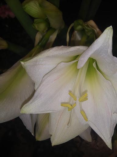 Florist «Conner Park Florist», reviews and photos, 21480 Greater Mack Ave, St Clair Shores, MI 48080, USA