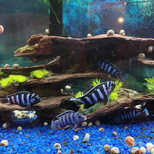 Tropical Fish Store «C K Fish World», reviews and photos, 410 N Azusa Ave, West Covina, CA 91791, USA