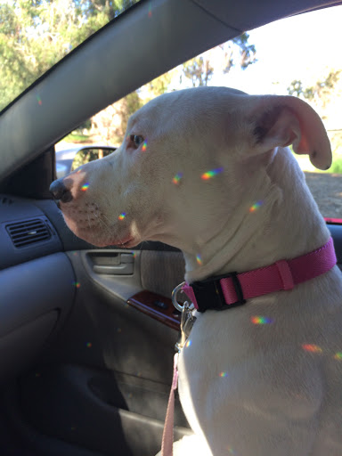 Pet Supply Store «Unleashed by Petco», reviews and photos, 515 El Camino Real #120, Menlo Park, CA 94025, USA