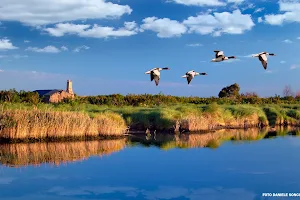 Parco del Delta del Po image