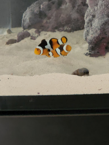 Aquarium «Artistic Aquariums, Inc», reviews and photos, 3400 N Arizona Ave #111, Chandler, AZ 85225, USA