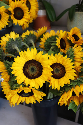 Florist «Central Square Florist», reviews and photos, 653 Massachusetts Ave, Cambridge, MA 02139, USA