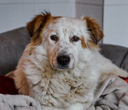 Hunde aus Mallorca photo