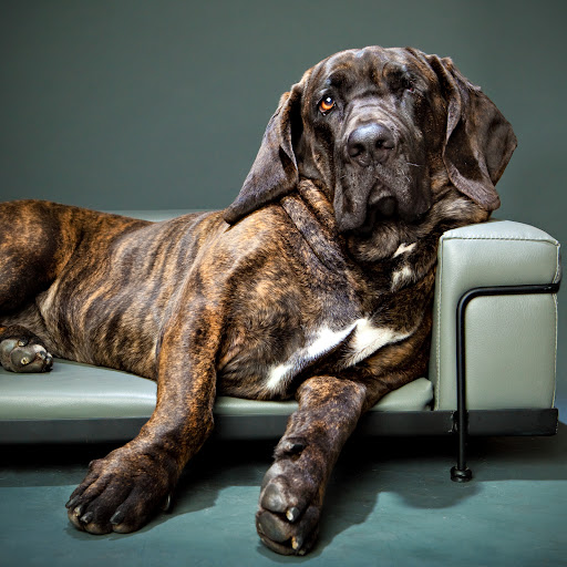 Doggydogs - El Escorial