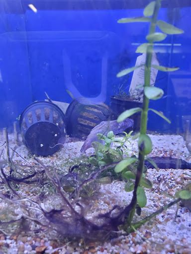 Tropical Fish Store «Aqua Mart Aquariums», reviews and photos, 1620 S Washington Ave, Titusville, FL 32780, USA