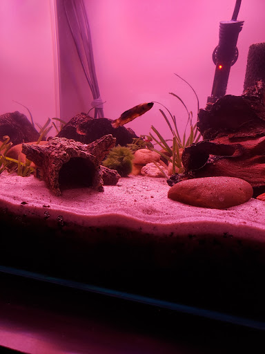 Pet Supply Store «Petco Animal Supplies», reviews and photos, 6612 Richmond Hwy, Alexandria, VA 22306, USA