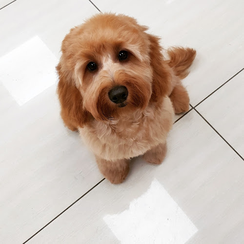 Reviews of Adorable Paws Dog Grooming Salon in Newcastle upon Tyne - Dog trainer