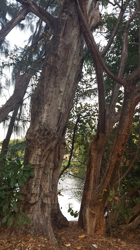 Golf Club «Miami Springs Golf & Country Club», reviews and photos, 650 Curtiss Pkwy, Miami Springs, FL 33166, USA