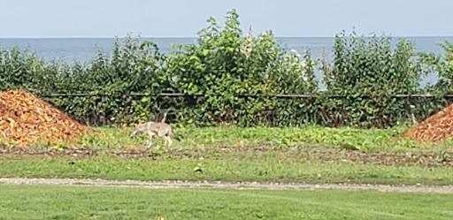 Golf Course «Sydney R. Marovitz Golf Course», reviews and photos, 3600 N Recreation Dr, Chicago, IL 60613, USA