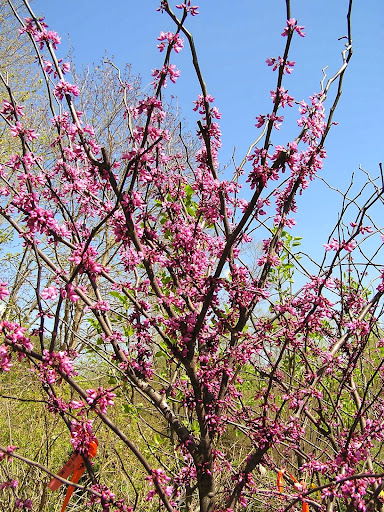 Garden Center «Distinctive Gardens», reviews and photos, 1531 Telegraph Rd, West Chester, PA 19380, USA