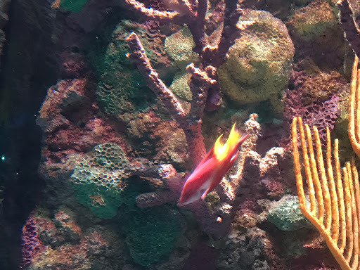 Aquarium «Shark Encounter», reviews and photos, 7007 Sea World Dr, Orlando, FL 32821, USA