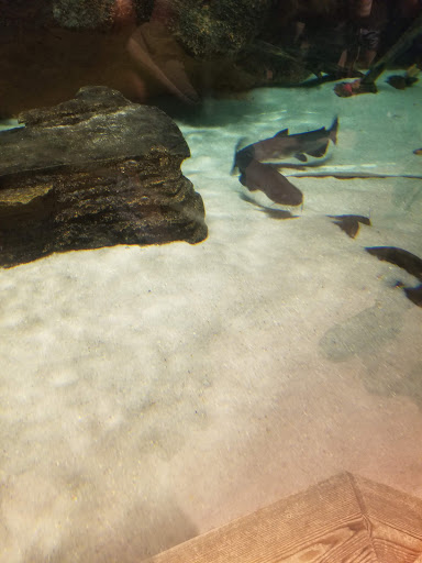 Aquarium «Newport Aquarium», reviews and photos, 1 Aquarium Way, Newport, KY 41071, USA