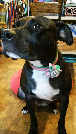 Pet Supply Store «Beowoof Provisions For Pets», reviews and photos, 106 5th St, Hoboken, NJ 07030, USA