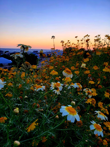 Clothing Store «Patagonia Cardiff-by-The-Sea», reviews and photos, 2185 San Elijo Ave, Cardiff, CA 92007, USA