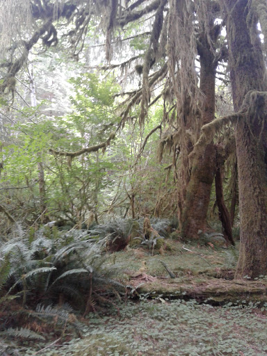 Campground «Hard Rain Cafe», reviews and photos, 5763 Upper Hoh Rd, Forks, WA 98331, USA