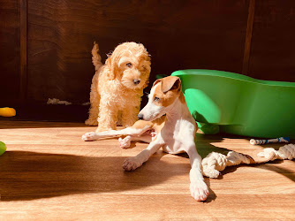 The Puppy Nursery - Puppy Daycare and Training