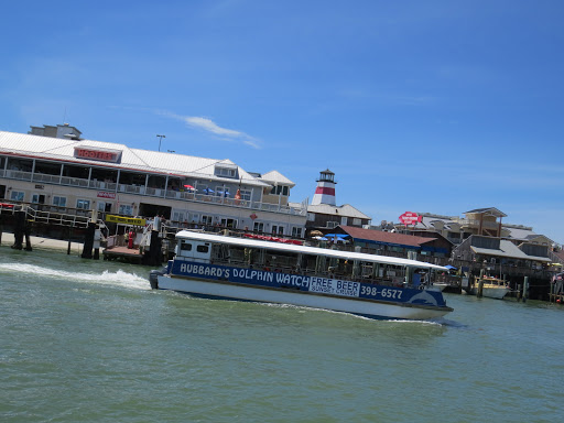 Hubbards Marina Dolphin Watching Tour