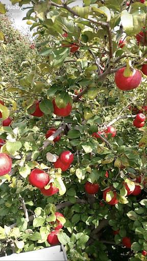 Webber's Orchard