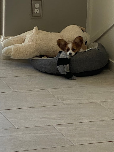 Pet Store «Animal Kingdom», reviews and photos, 5000 S Arizona Mills Cir, Tempe, AZ 85282, USA