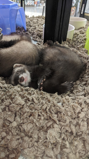 Pet Supply Store «Petco Animal Supplies», reviews and photos, 18200 NW Evergreen Pkwy, Beaverton, OR 97006, USA