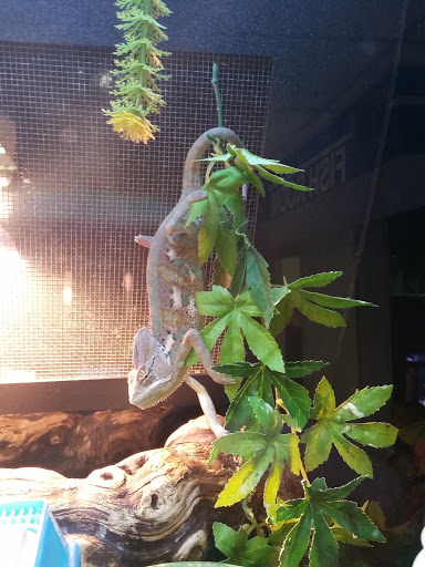 Pet Store «Fish Bowl», reviews and photos, 2117 E Race Ave, Searcy, AR 72143, USA