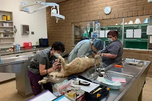 Truckee Meadows Veterinary Hospital image