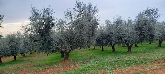 Coopérative de production d'huile d'olive