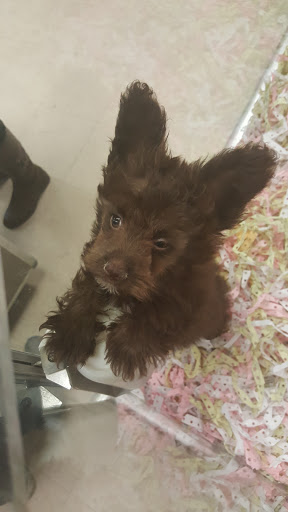 Pet Store «The Puppy Store», reviews and photos, 1163 Merrick Ave, Merrick, NY 11566, USA