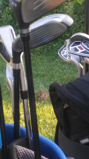 Public Golf Course «Rouge Park Golf Course», reviews and photos, 11701 Burt Rd, Detroit, MI 48228, USA