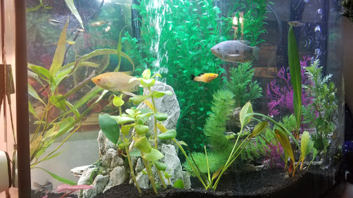 Pet Supply Store «Petco Animal Supplies», reviews and photos, 845 N Dobson Rd, Mesa, AZ 85201, USA