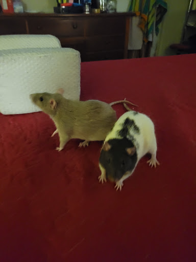 Pet Store «North East Discount Pet Center», reviews and photos, 49 Bridge St #5, Pelham, NH 03076, USA