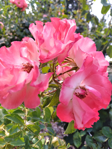 Wedding Chapel «Victorian Belle», reviews and photos, 1441 N McClellan St, Portland, OR 97217, USA