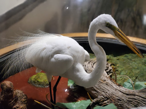 Planetarium «Fernbank Science Center», reviews and photos, 156 Heaton Park Dr, Atlanta, GA 30307, USA