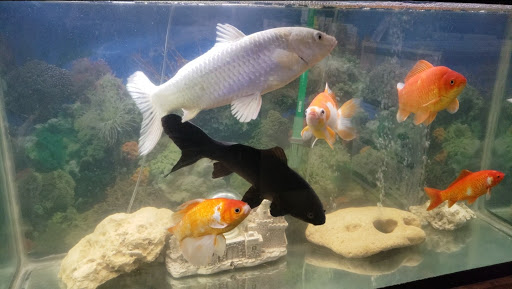 Tropical Fish Store «Caribbean Pets», reviews and photos, 298 Central Ave, Jersey City, NJ 07307, USA