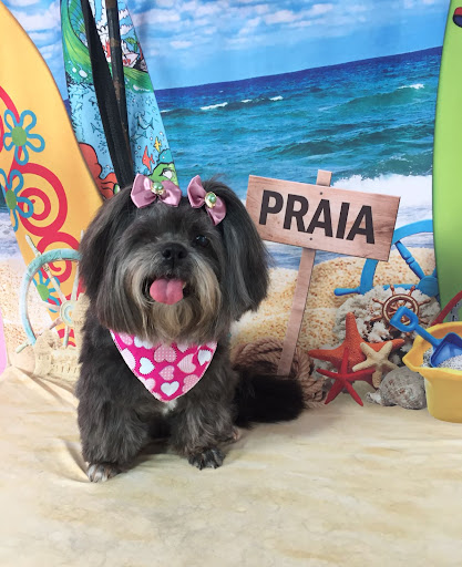 Logo da empresa - Titiliro Pets