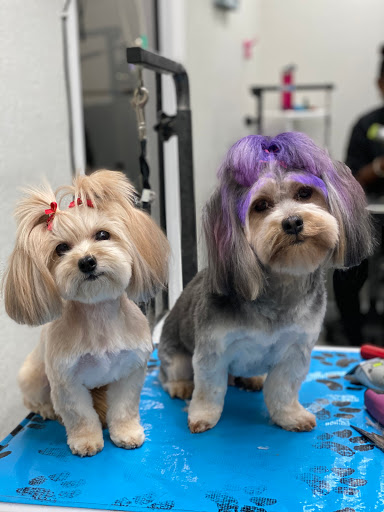 Pet Store «La Bone Pet Spa», reviews and photos, 8739 Stirling Rd, Cooper City, FL 33328, USA