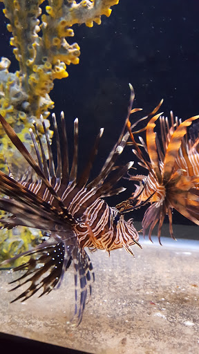 Aquarium «Marine EXTREMES», reviews and photos, 6257 E 21st St N, Wichita, KS 67208, USA