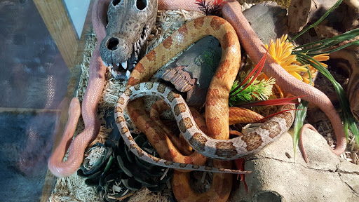 Pet Store «Kalamazoo Reptile Show», reviews and photos, 2900 Lake St, Kalamazoo, MI 49048, USA