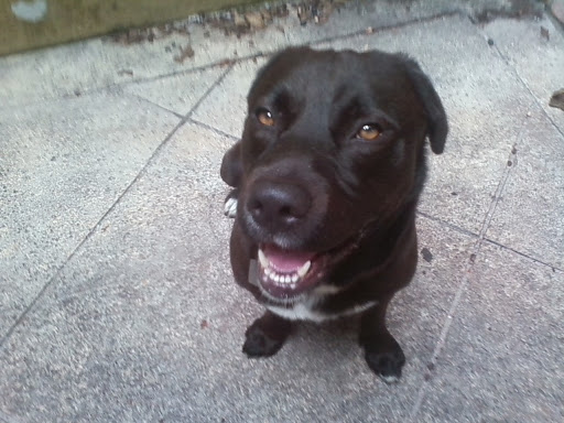 Gold Dealer «Belleair Coins, Gold, & Diamonds», reviews and photos, 1350 W Bay Dr, Largo, FL 33770, USA