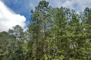 Cusuco - Centro de Visitantes National Park image