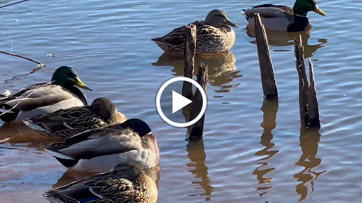 Park «Roosevelt Park», reviews and photos, Roosevelt Dr, Edison, NJ 08837, USA