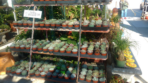 Florist «Plant Safari», reviews and photos, 653 N Central Ave, Upland, CA 91786, USA