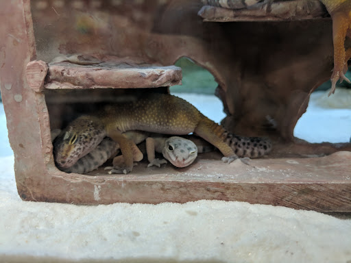 Pet Supply Store «Petco Animal Supplies», reviews and photos, 1753 St Lucie W Blvd, Port St Lucie, FL 34986, USA