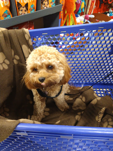 Pet Supply Store «PetSmart», reviews and photos, 400 Mill Creek Dr, Secaucus, NJ 07094, USA
