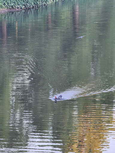 Park «Robert E Lee Park», reviews and photos, 3333 Turtle Creek Blvd, Dallas, TX 75219, USA