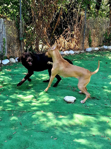 Pensioni per cani e dog hotel a Pensione per animali Villa Valli