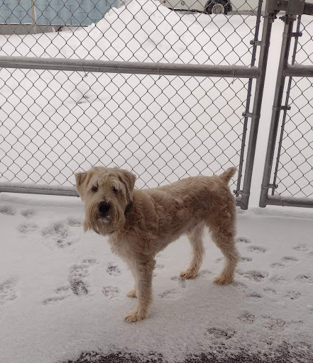 Champion's Crusaders Rescue and Charlee Jai Pet Salon