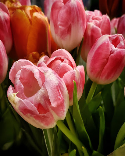 Supermarket «Giant Eagle Supermarket», reviews and photos, 4343 E Royalton Rd, Broadview Heights, OH 44147, USA